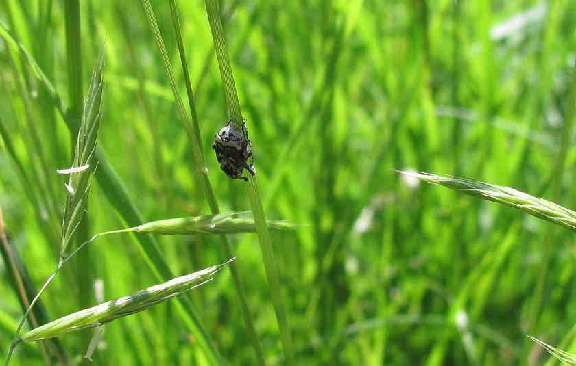 Valgus hemipterus? S, maschio, Cetoniidae